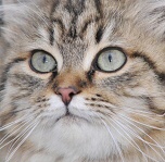 P�edm�t la�kov�n� na zast�vce