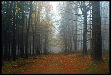 Za�arovan� les?...ne jen mlha