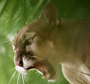 Web sp��telen�ho kmene Panter�